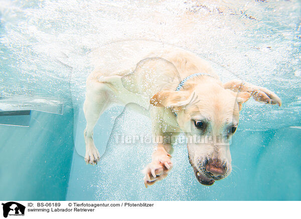 schwimmender Labrador Retriever / swimming Labrador Retriever / BS-06189
