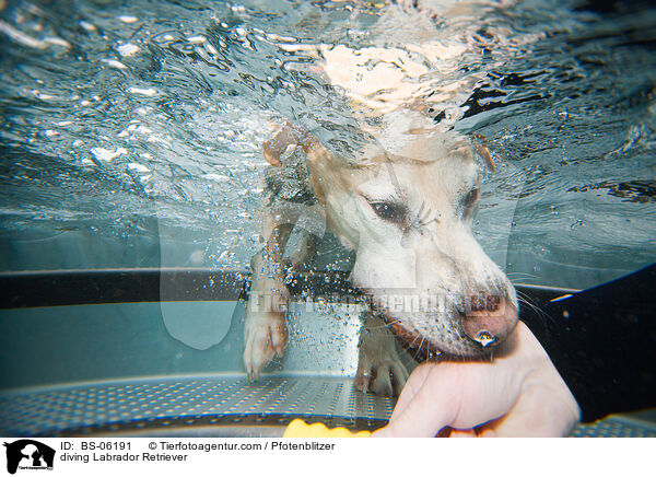 diving Labrador Retriever / BS-06191