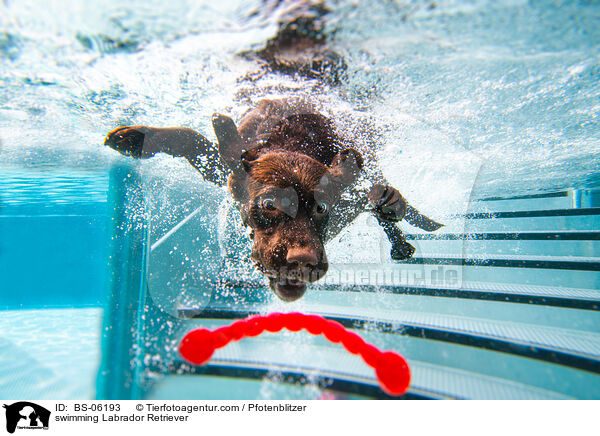 swimming Labrador Retriever / BS-06193