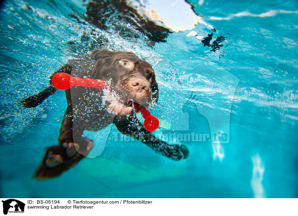 swimming Labrador Retriever / BS-06194