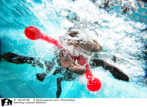 swimming Labrador Retriever / BS-06196