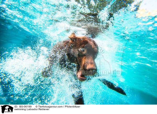 swimming Labrador Retriever / BS-06199