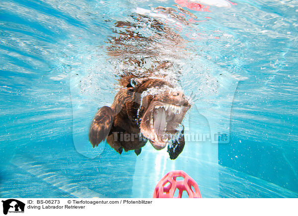 diving Labrador Retriever / BS-06273