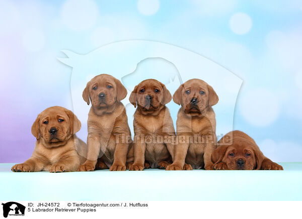5 Labrador Retriever Puppies / JH-24572