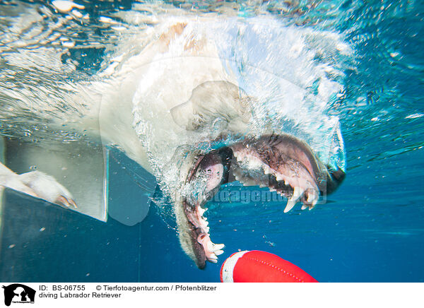 diving Labrador Retriever / BS-06755
