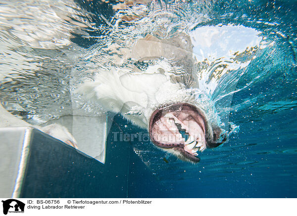 diving Labrador Retriever / BS-06756