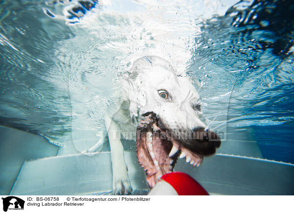 diving Labrador Retriever / BS-06758