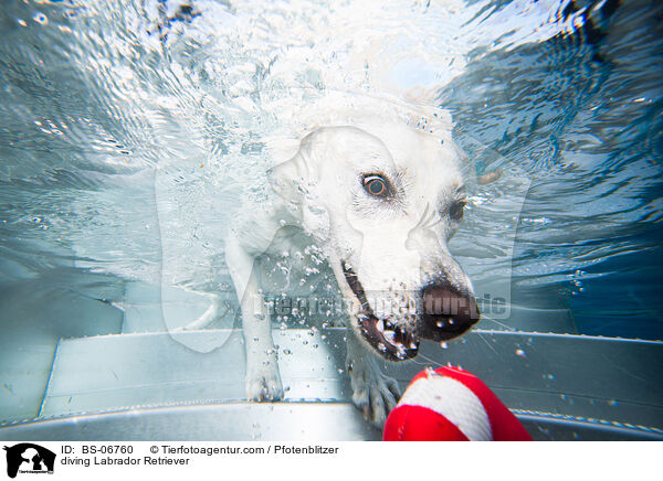 diving Labrador Retriever / BS-06760