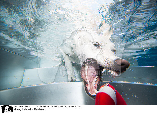 diving Labrador Retriever / BS-06761