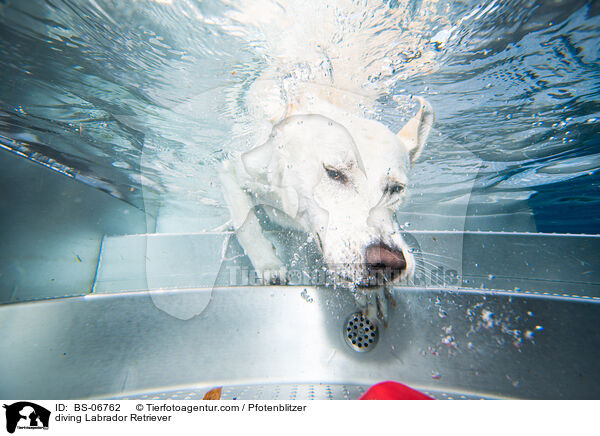 diving Labrador Retriever / BS-06762