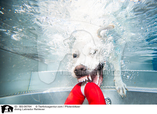 diving Labrador Retriever / BS-06764
