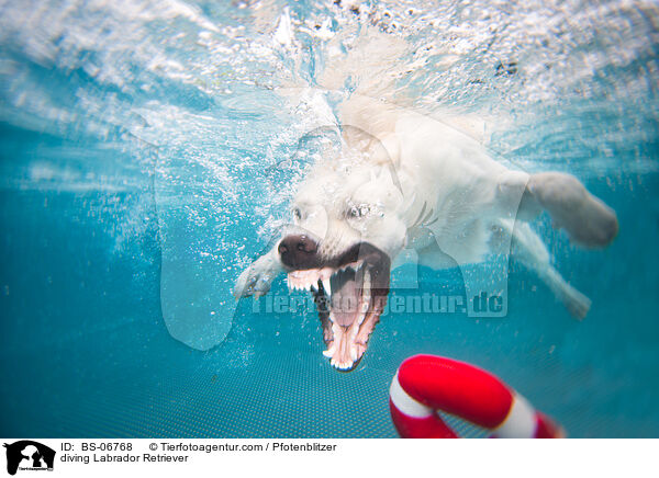 diving Labrador Retriever / BS-06768