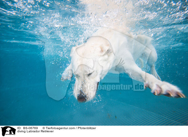 diving Labrador Retriever / BS-06769