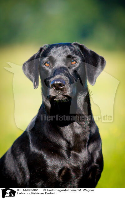 Labrador Retriever Portrait / MW-05961