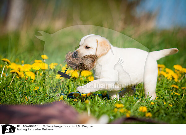 trabender Labrador Retriever / trotting Labrador Retriever / MW-06613