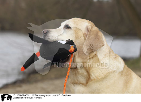 Labrador Retriever Portrait / DG-09005