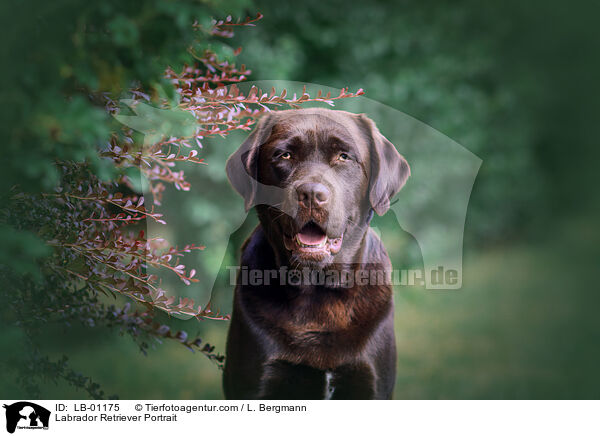 Labrador Retriever Portrait / Labrador Retriever Portrait / LB-01175