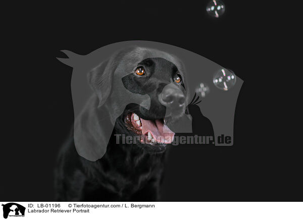 Labrador Retriever Portrait / Labrador Retriever Portrait / LB-01196