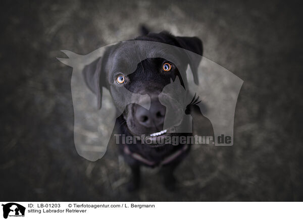 sitzender Labrador Retriever / sitting Labrador Retriever / LB-01203