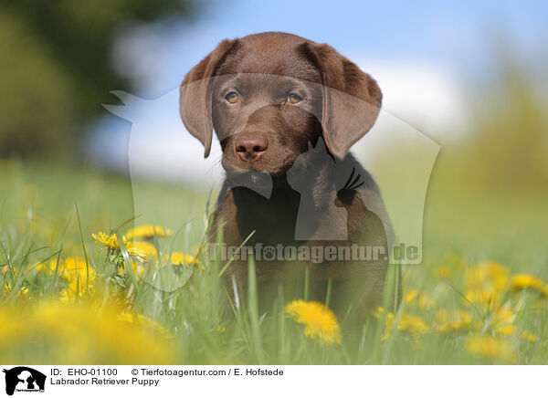 Labrador Retriever Puppy / EHO-01100