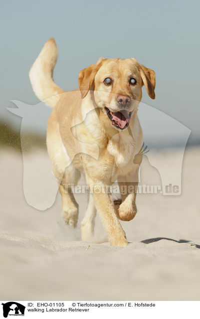 laufender Labrador Retriever / walking Labrador Retriever / EHO-01105