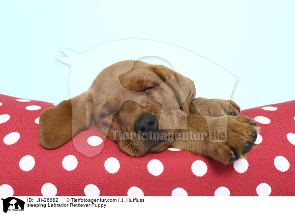 sleeping Labrador Retriever Puppy / JH-26682