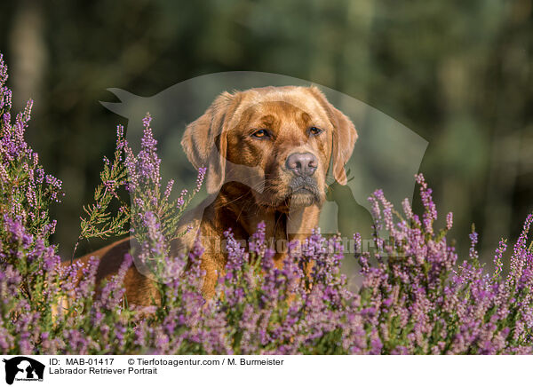 Labrador Retriever Portrait / MAB-01417
