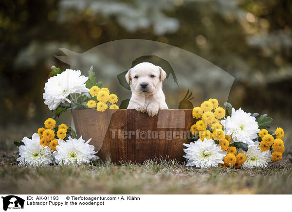 Labrador Puppy in the woodenpot / AK-01193