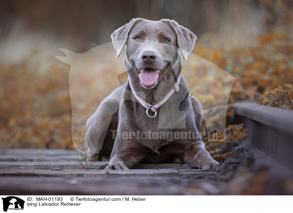liegender Labrador Retriever / lying Labrador Retriever / MAH-01193