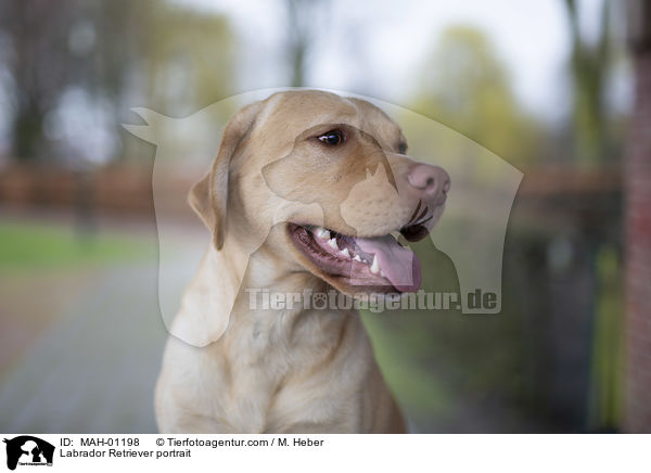 Labrador Retriever Portrait / Labrador Retriever portrait / MAH-01198