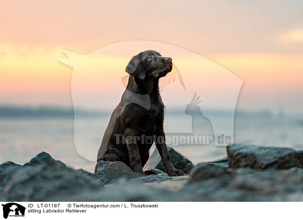 sitting Labrador Retriever / LT-01187