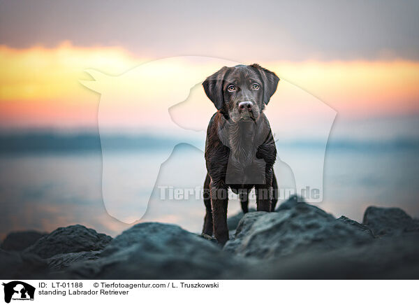 standing Labrador Retriever / LT-01188