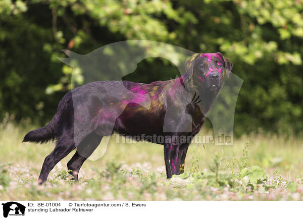 standing Labrador Retriever / SE-01004