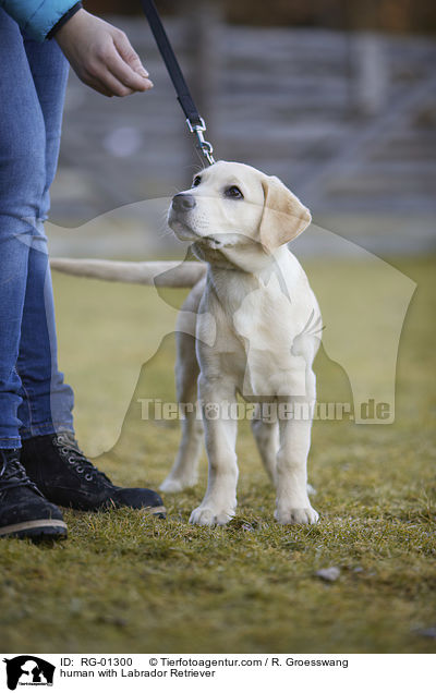 human with Labrador Retriever / RG-01300