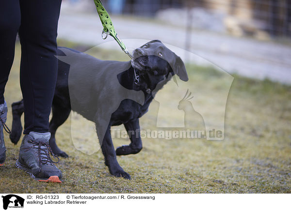 walking Labrador Retriever / RG-01323
