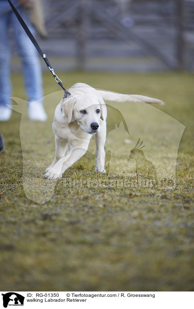 walking Labrador Retriever / RG-01350