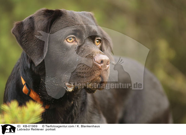 Labrador Retriever  Portrait / Labrador Retriever  portrait / KB-01969