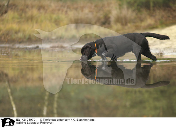 laufender Labrador Retriever / walking Labrador Retriever / KB-01970