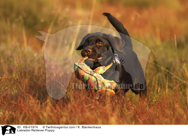 Labrador Retriever Welpe / Labrador Retriever Puppy / KB-01974