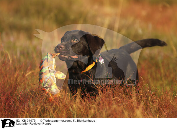 Labrador Retriever Welpe / Labrador Retriever Puppy / KB-01975