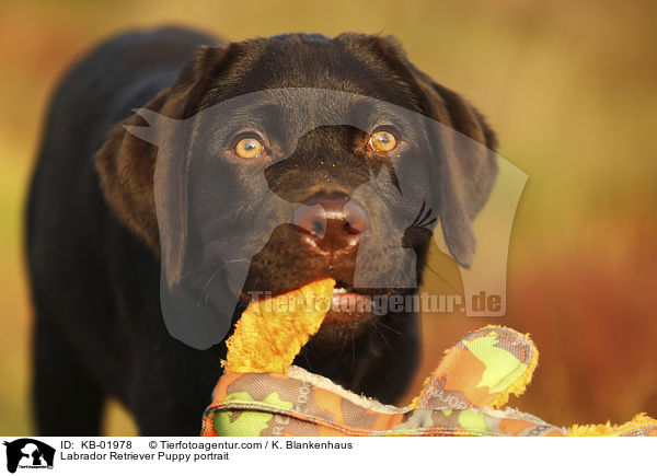 Labrador Retriever Welpe Portrait / Labrador Retriever Puppy portrait / KB-01978