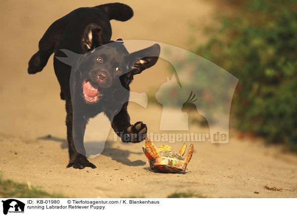 rennender Labrador Retriever Welpe / running Labrador Retriever Puppy / KB-01980