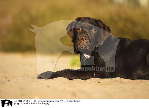 liegender Labrador Retriever Welpe / lying Labrador Retriever Puppy / KB-01986