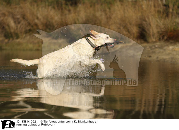 rennender Labrador Retriever / running Labrador Retriever / KB-01992