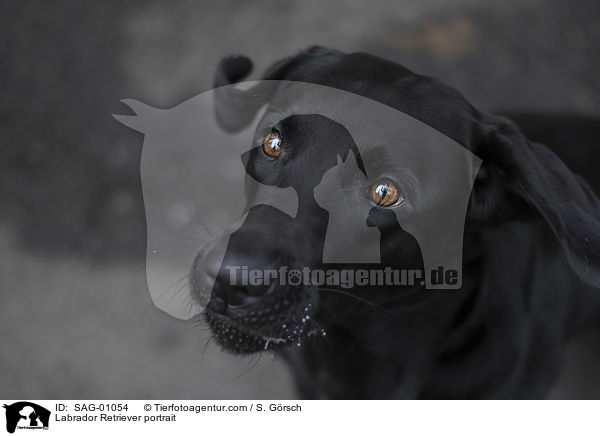 Labrador Retriever Portrait / Labrador Retriever portrait / SAG-01054