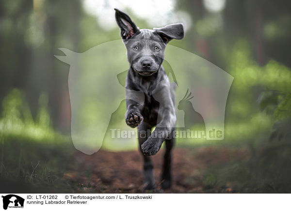 rennender Labrador Retriever / running Labrador Retriever / LT-01262