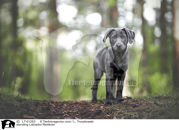 stehender Labrador Retriever / standing Labrador Retriever / LT-01263