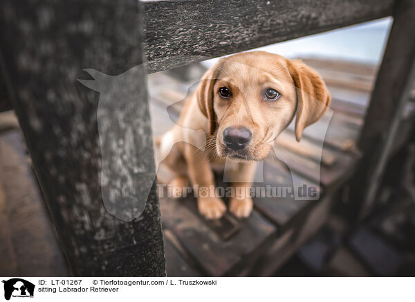 sitzender Labrador Retriever / sitting Labrador Retriever / LT-01267