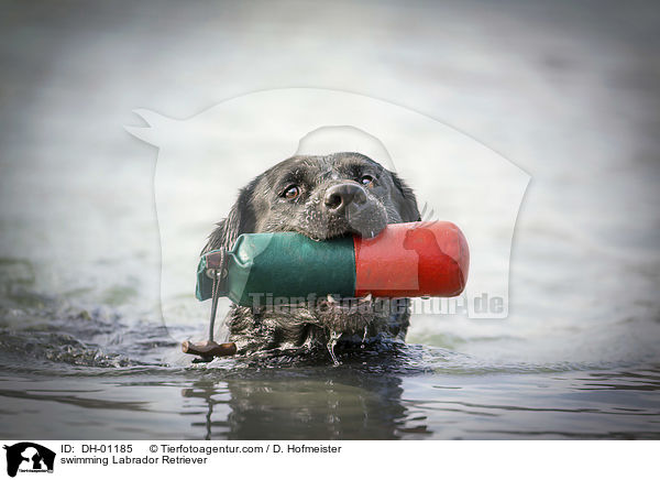 swimming Labrador Retriever / DH-01185