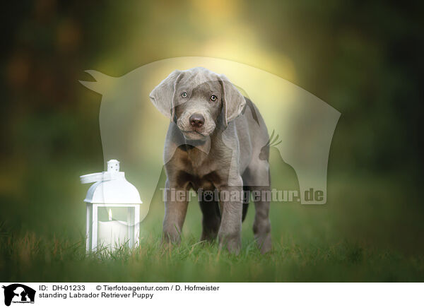 standing Labrador Retriever Puppy / DH-01233